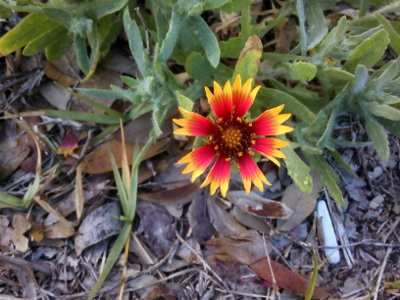 [Each of the eight petals on this flower are yellow at the tips, and red in the middle and at the innermost parts of the petals. The center of the flower is yellow at the center and brown around the rim with a few yellow spots. The end of the petals are deeply notched so that each petal has three tips. ]